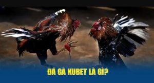 Chiến thuật chơi đá gà Kubet hiệu quả