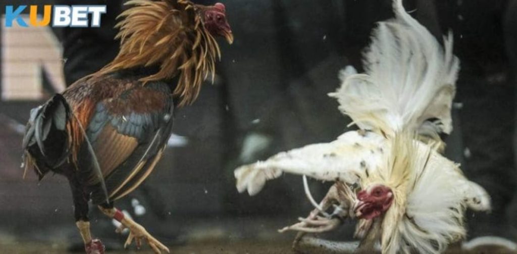 Đá Gà Cựa Dao Kubet