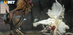 Đá Gà Cựa Dao Kubet