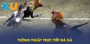 Đá gà cựa dao kubet là gì?