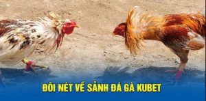 Đá gà Thomo kubet là gì?