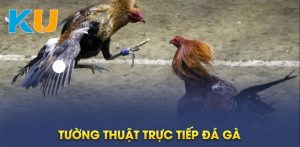 Những địa điểm xem đá gà uy tín
