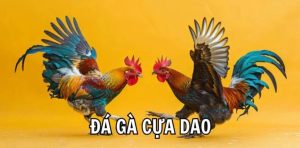 Theo dõi chi tiết các trận thi đấu Đá gà cựa dao kubet trước đây