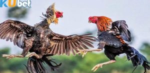 Tổng hợp các loại hình đá gà Kubet phổ biến
